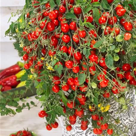 Solanum lycopersicum 'Balconi Red '