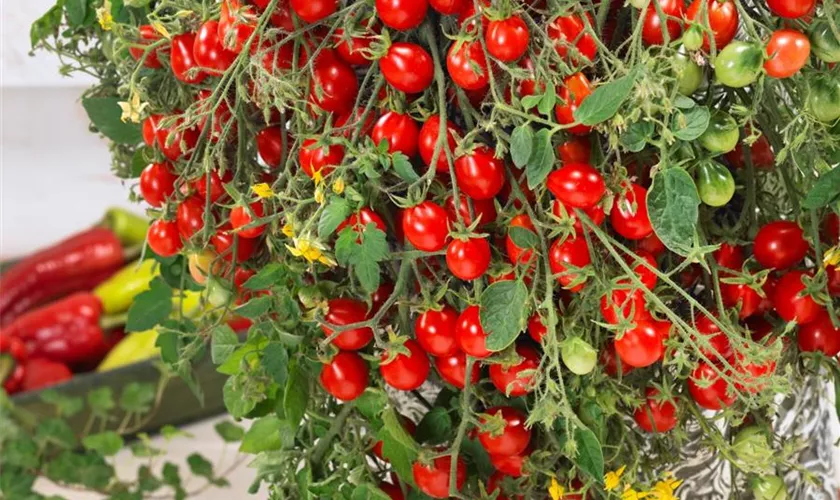 Tomate 'Balconi Red'