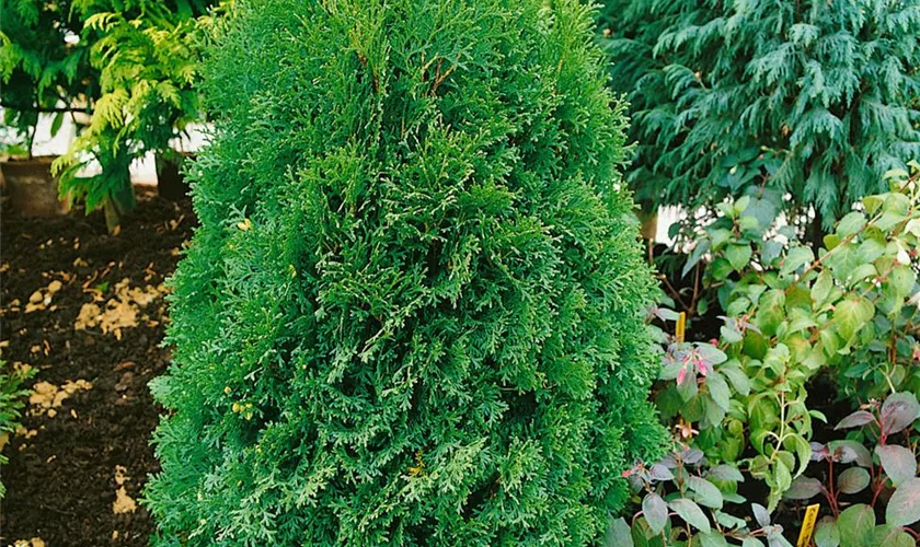 Thuja occidentalis 'Silberspitz'