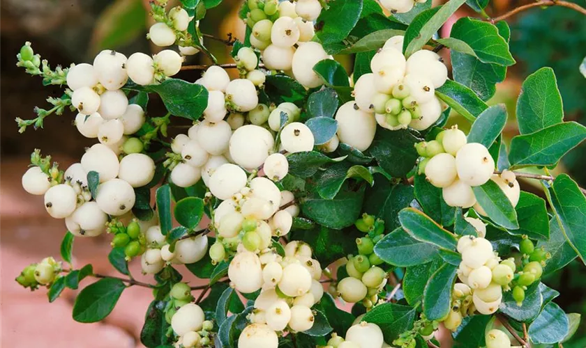 Weiße Schneebeere 'White Hedge'