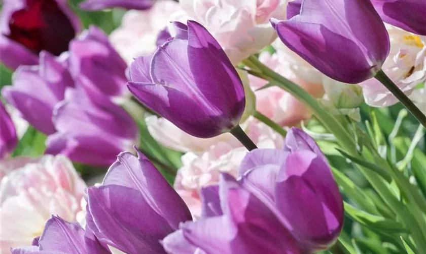 Tulipa 'Violet Beauty'