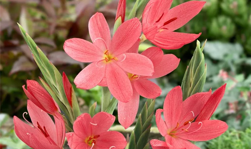 Schizostylis coccinea 'November Cheer'