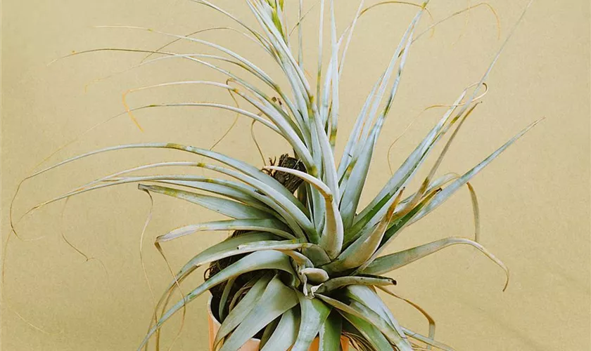 Tillandsia flabellata