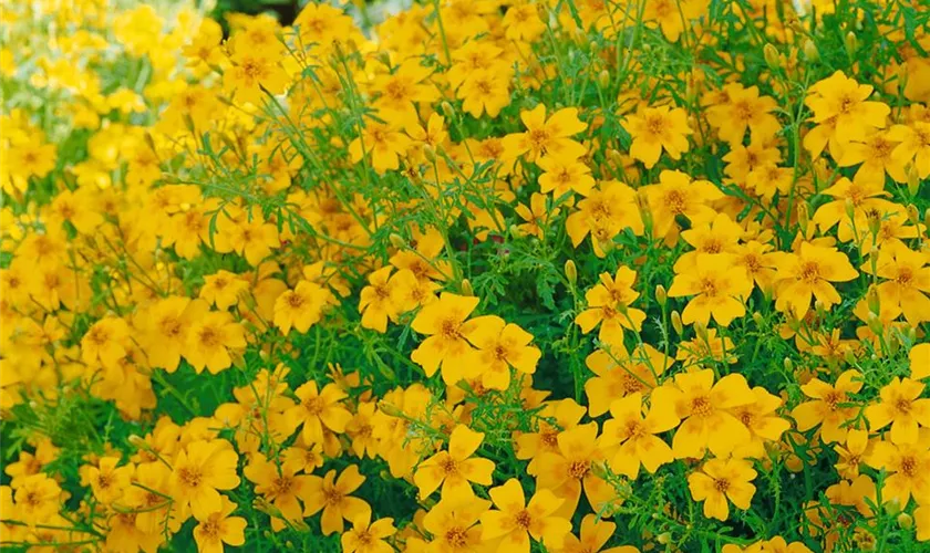 Tagetes tenuifolia 'Golden Gem'