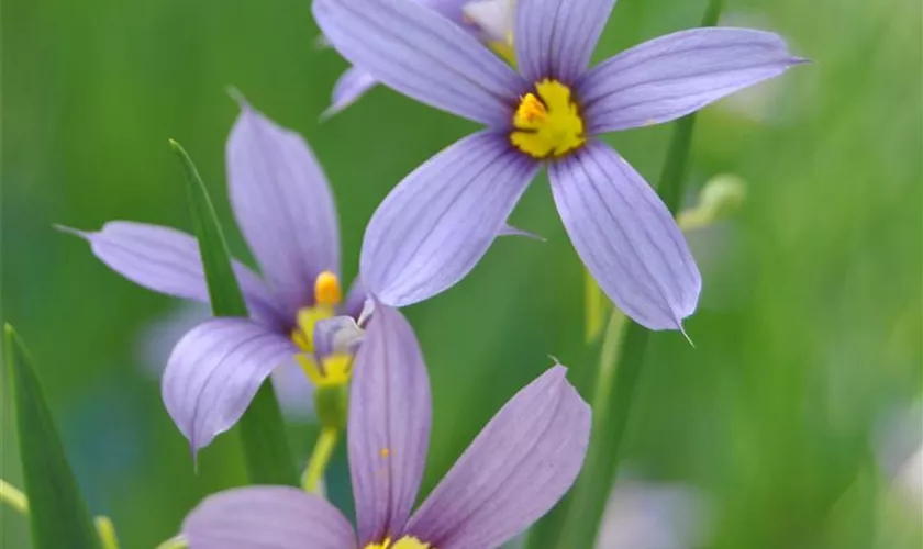 Sisyrinchium angustifolium 'Lucerne'