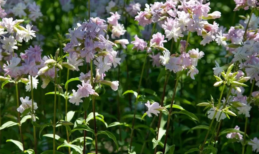 Gefülltblhendes Garten-Seifenkraut 'Rosea Plena'