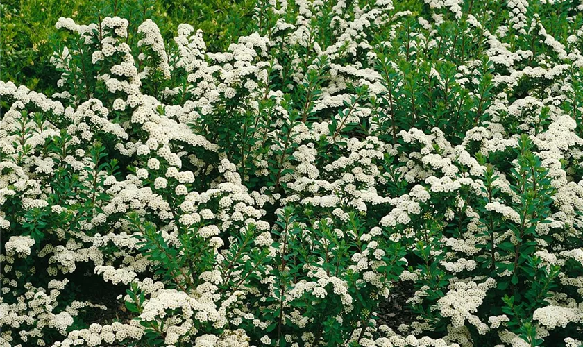 Spiraea nipponica 'Weißer Wasserfall'