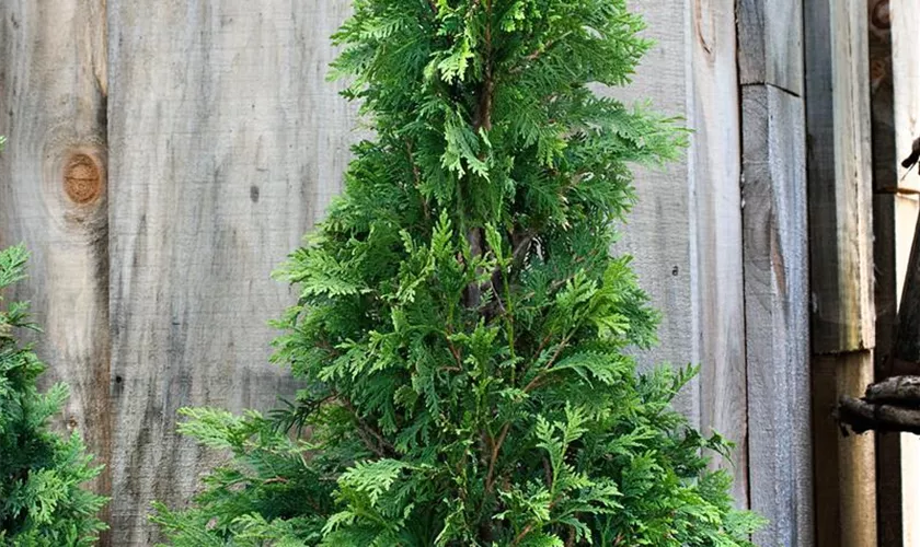 Thuja occidentalis 'Techny'