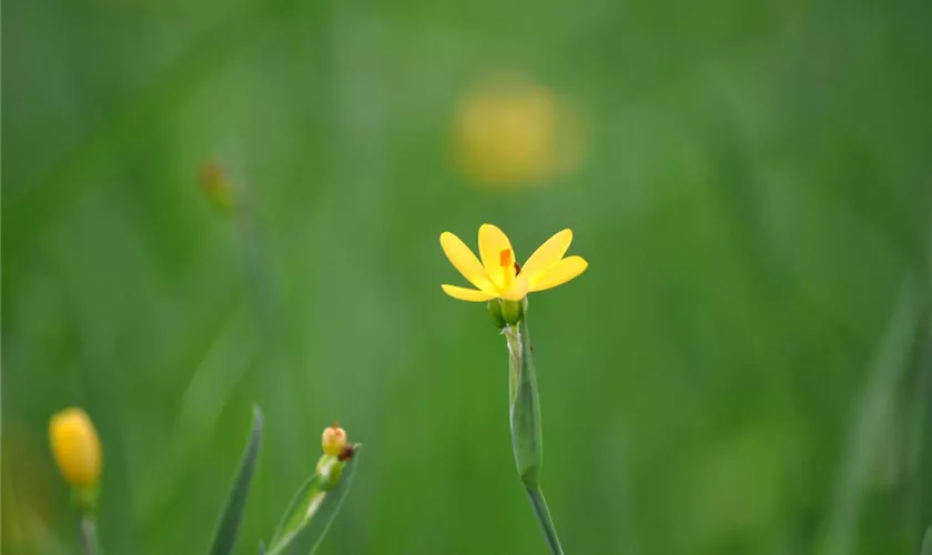 Sisyrinchium californicum