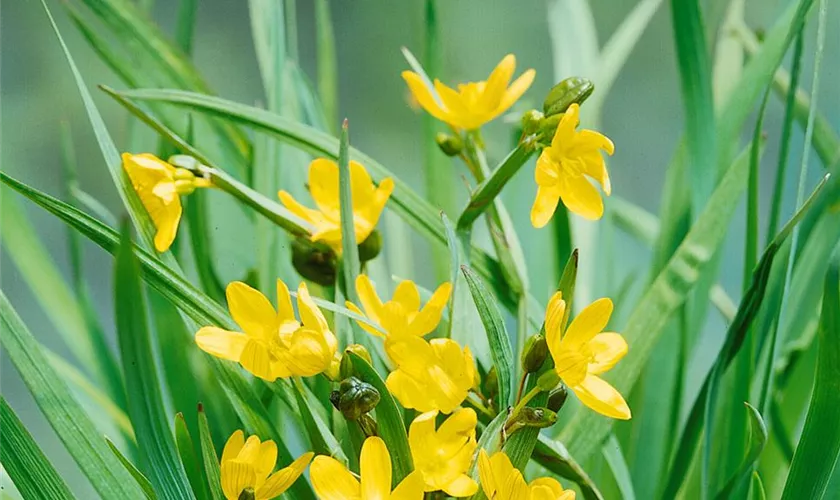 Sisyrinchium californicum 'Yellow Stone'