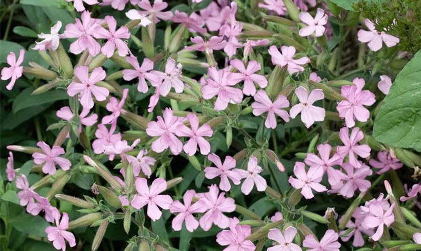 Saponaria x lempergii 'Max Frei'