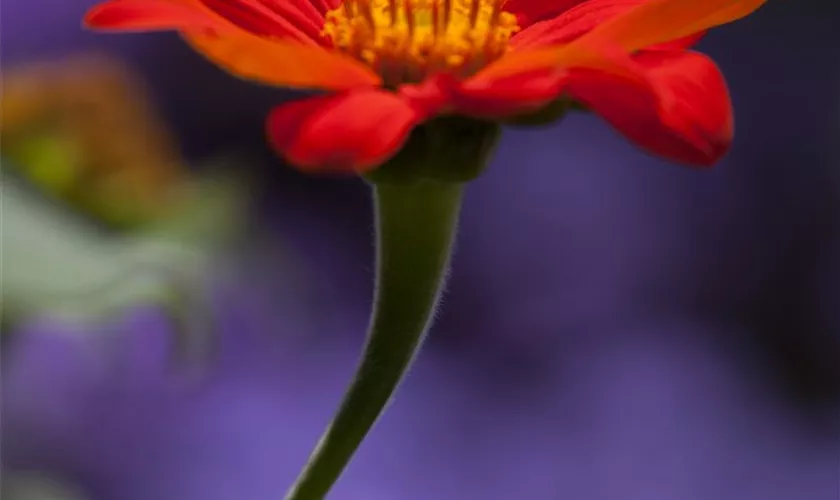 Tithonia rotundifolia