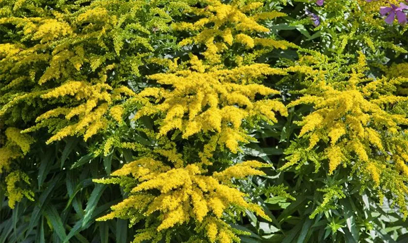 Solidago canadensis