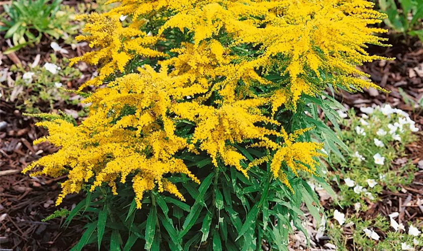 Solidago 'Sweety'