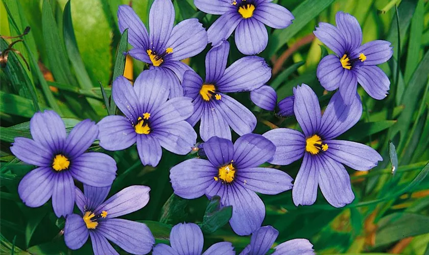 Sisyrinchium 'Sapphire'