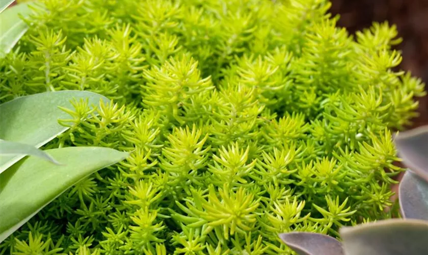 Sedum 'Yellow Seduction'