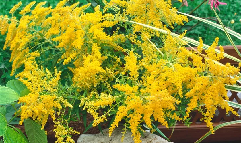 Solidago 'Goldenmosa'