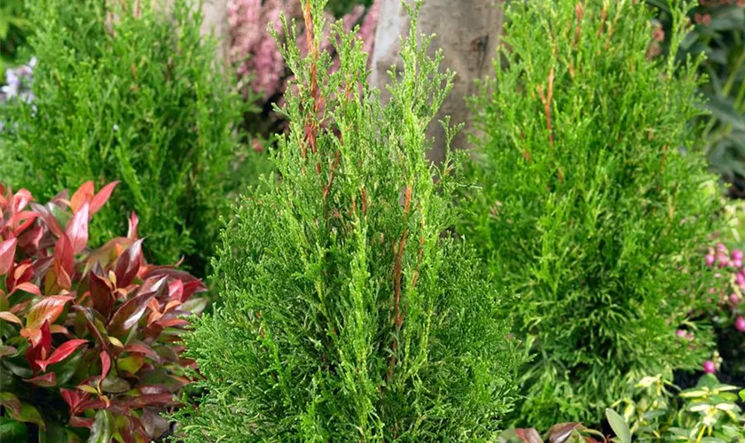 Thuja occidentalis 'White Smaragd'