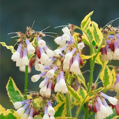 Garten-Beinwell 'Goldsmith'