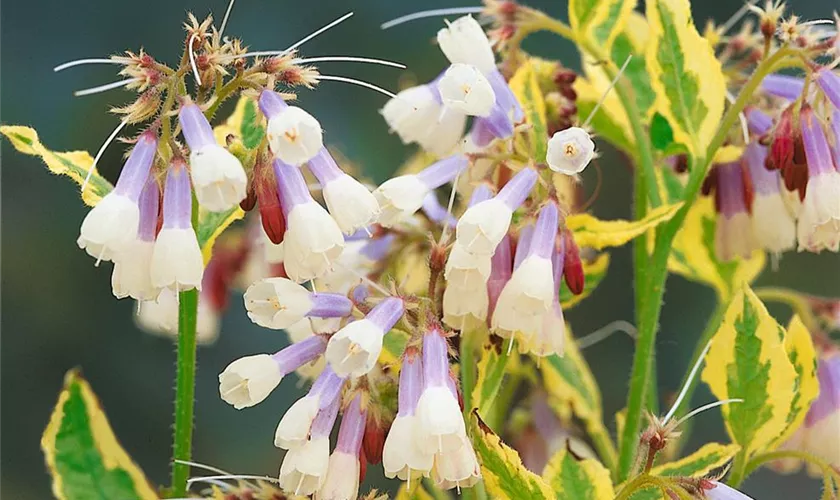 Symphytum grandiflorum 'Goldsmith'