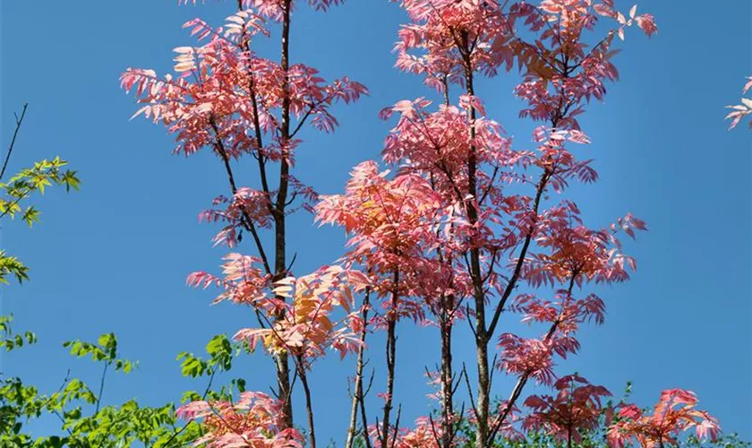 Toona sinensis