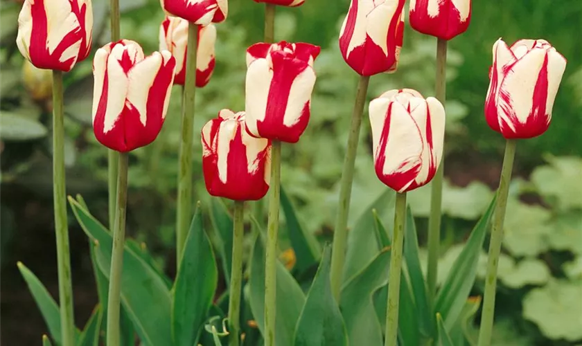 Tulpe 'American Flag'