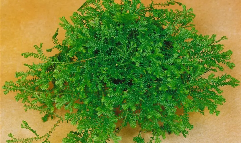 Selaginella douglasii