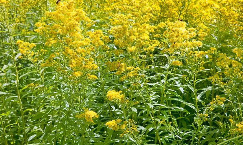 Solidago 'Ledsham'