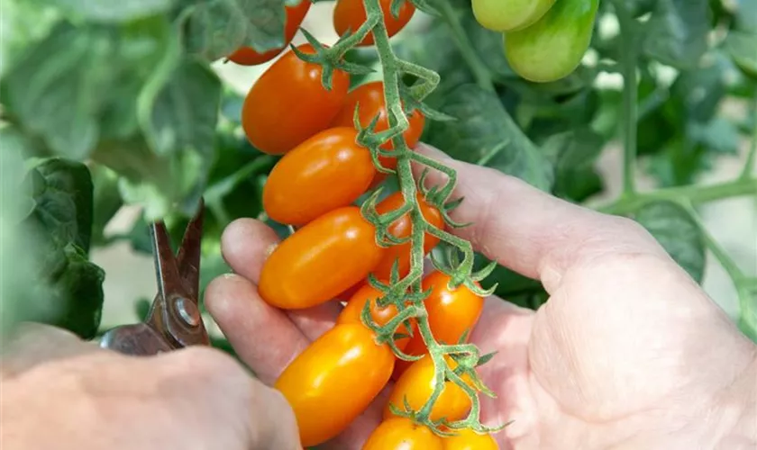 Solanum lycopersicum 'Santorange'