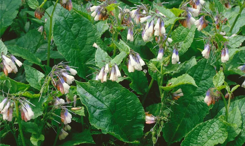 Symphytum grandiflorum 'Hidcote Blue'