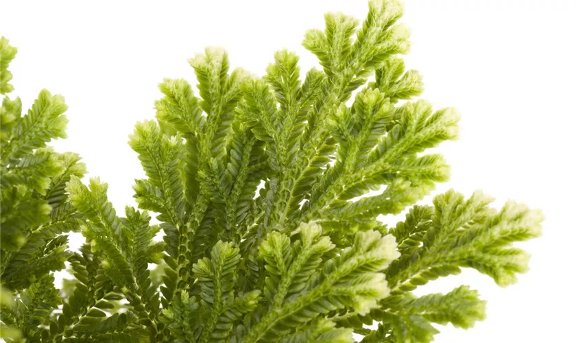 Selaginella martensii 'Jori'