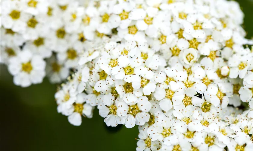 Spiraea x arguta