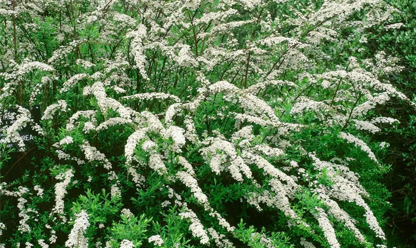 Spiraea x arguta 'Compacta'