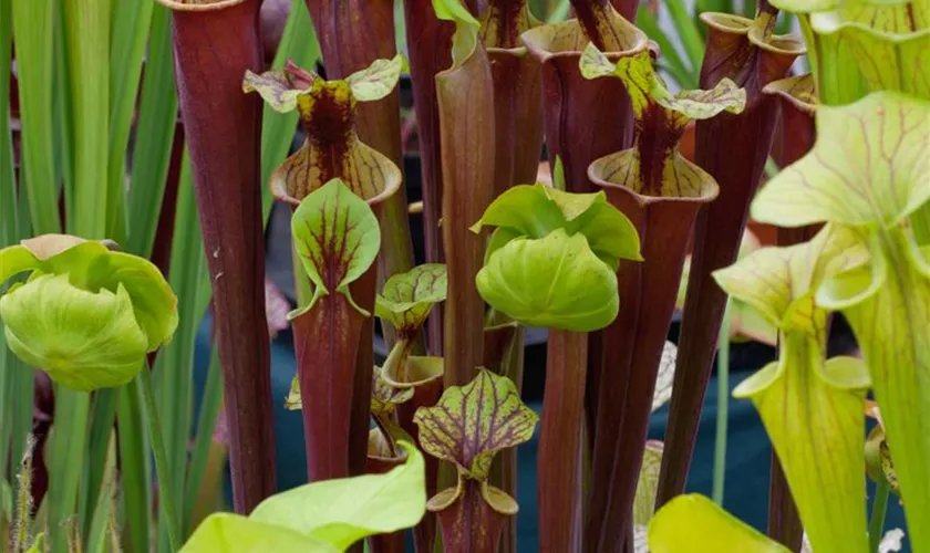 Sarracenia flava 'Neue Hybriden'