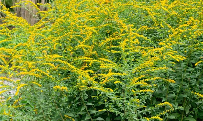 Solidago 'Lemona'