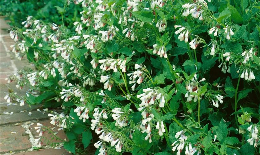 Symphytum grandiflorum 'Hidcote Pink'