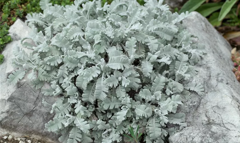 Tanacetum argenteum