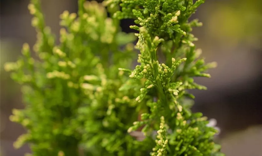 Thuja plicata 'Aurescens'