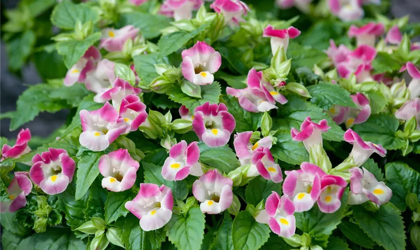 Torenia fournieri 'Kauai'