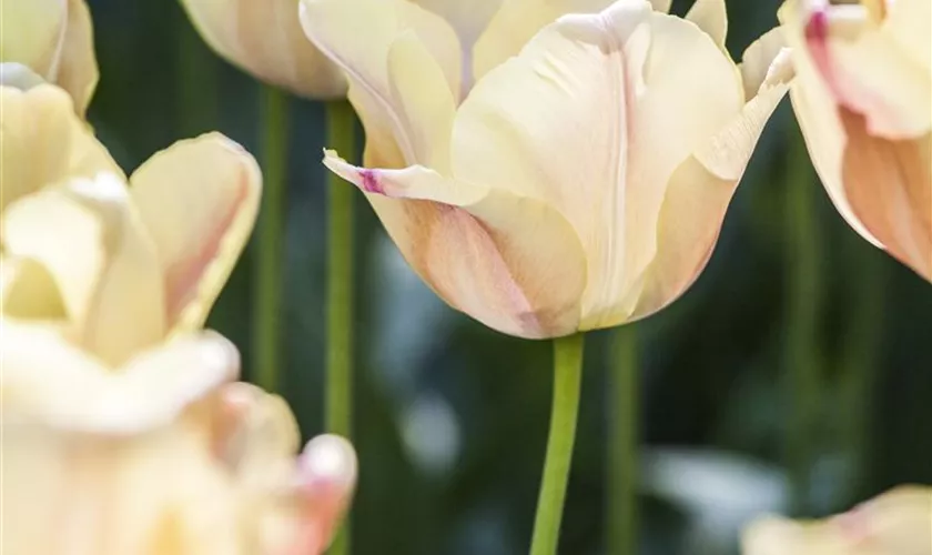 Tulpe 'Apricot Foxx'