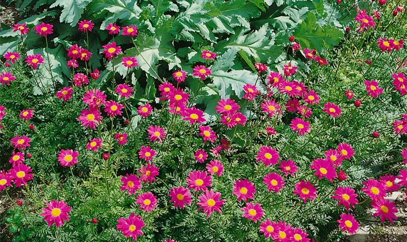 Tanacetum coccineum 'Brenda'