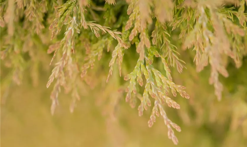 Thuja plicata 'Copper Kettle'