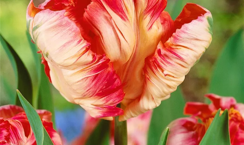 Tulipa 'Apricot Parrot'