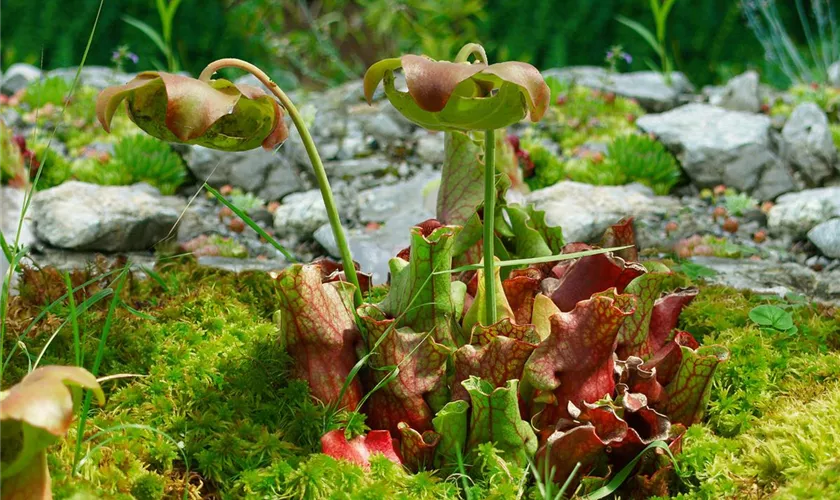 Sarracenia purpurea 'Mr. Mosquito'