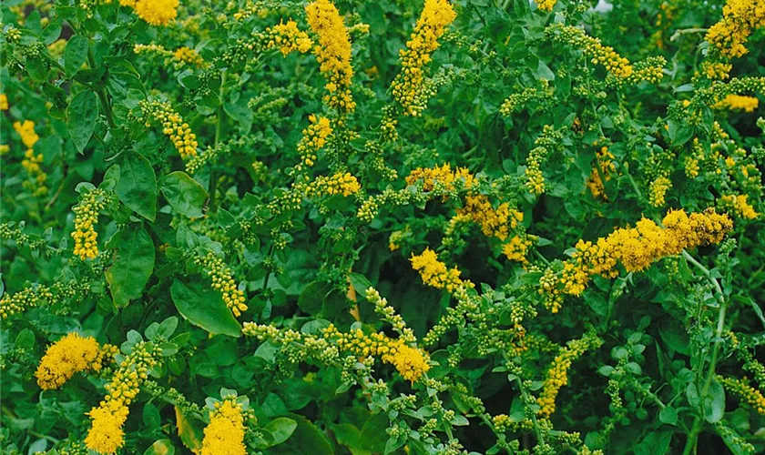 Solidago sphacelata