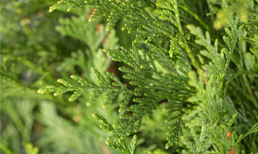 Thuja plicata 'Dura'