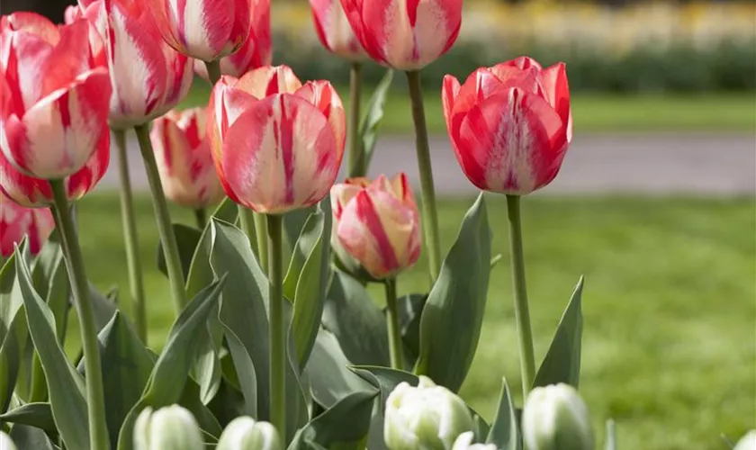 Tulpe 'Artic Lips'