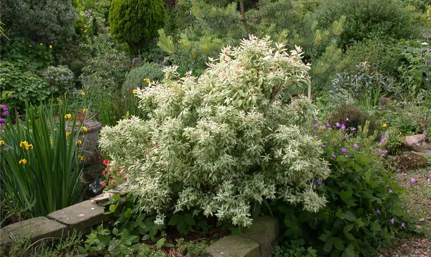 Spiraea x vanhouttei 'Pink Ice'®