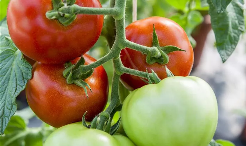 Solanum lycopersicum 'Supersteak F1'