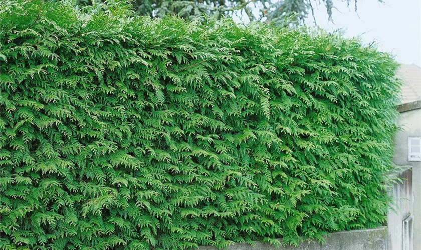 Thuja plicata 'Elegantissima Compacta'